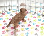 Small #5 Cavapoo (Miniature)-Poodle (Toy) Mix
