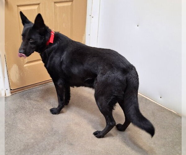 Medium Photo #2 German Shepherd Dog-Unknown Mix Puppy For Sale in Mountain View, AR, USA