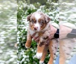 Puppy Winnie Australian Shepherd