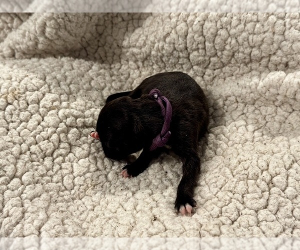 Medium Photo #22 Boxer Puppy For Sale in BRUSH CREEK, TN, USA