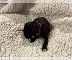Small Photo #22 Boxer Puppy For Sale in BRUSH CREEK, TN, USA