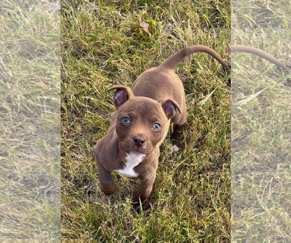 Medium Photo #6 American Staffordshire Terrier-Unknown Mix Puppy For Sale in Arlington, VA, USA