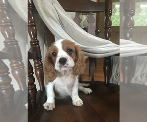 Cavalier King Charles Spaniel Puppy for sale in STE GENEVIEVE, MO, USA