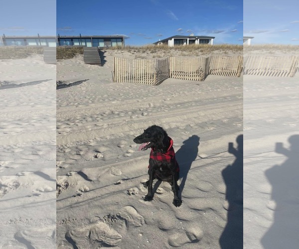 Medium Photo #8 Poodle (Standard) Puppy For Sale in Westwood, NJ, USA