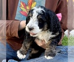 Small #3 Bernedoodle (Miniature)