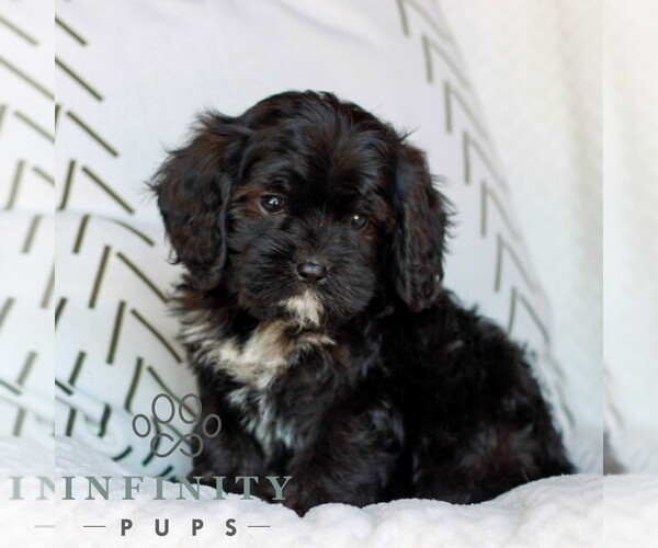 Medium Photo #3 Cavapoo (Miniature) Puppy For Sale in ELIZABETHTOWN, PA, USA