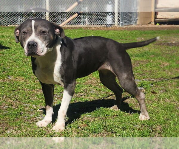 Medium Photo #1 American Pit Bull Terrier-Unknown Mix Puppy For Sale in Wetumpka, AL, USA