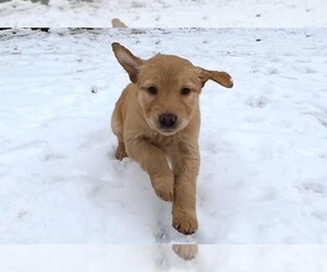 Golden Retriever Puppy for sale in MCMINNVILLE, TN, USA