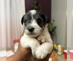 Puppy Puppy 3 Schnauzer (Miniature)