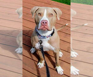 American Pit Bull Terrier-Unknown Mix Dogs for adoption in Duluth, MN, USA