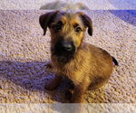Small #1 Mutt