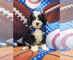 Small #2 Bernedoodle (Miniature)