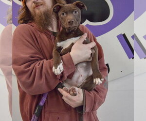 Rain - Male American Staffordshire Terrier-Unknown Mix Dog for Adoption - Photo #8