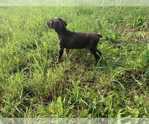 Doberman Pinscher Puppy for sale in BOUCKVILLE, NY, USA