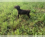 Small Doberman Pinscher