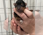 Small Photo #11 Yorkshire Terrier Puppy For Sale in LAKE CITY, FL, USA