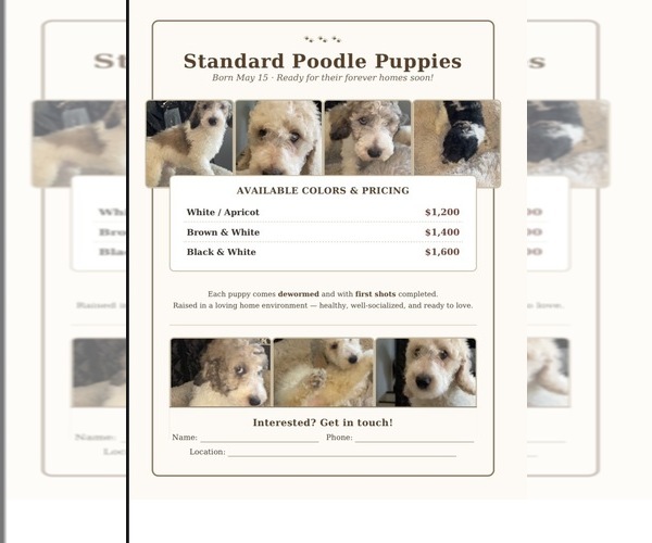Medium Photo #1 Poodle (Standard) Puppy For Sale in COLUMBIA, SC, USA