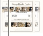 Small Photo #1 Poodle (Standard) Puppy For Sale in COLUMBIA, SC, USA