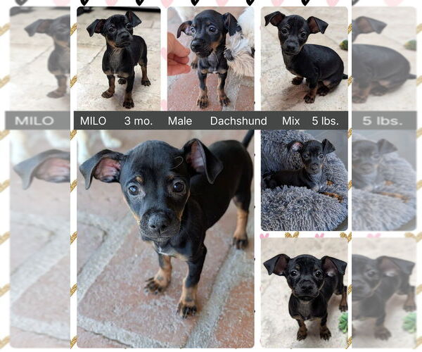 Medium Photo #1 Dachshund-Unknown Mix Puppy For Sale in Mesa, AZ, USA