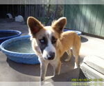 Small #4 Border Collie-Siberian Husky Mix
