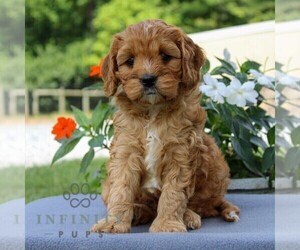 Cavapoo Puppy for sale in EAST EARL, PA, USA