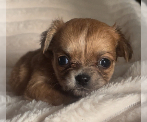 Medium Photo #19 Chihuahua Puppy For Sale in ADAMSVILLE, TN, USA