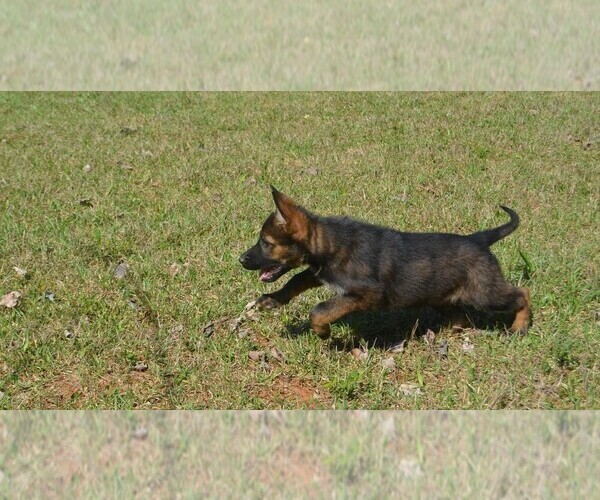 Medium Photo #3 German Shepherd Dog Puppy For Sale in POWDER SPRINGS, GA, USA