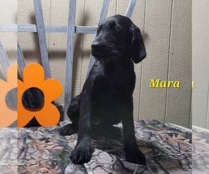 Labradoodle-Poodle (Standard) Mix Puppy for sale in CANAJOHARIE, NY, USA