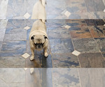 Small #11 Pug