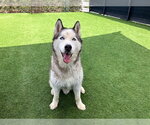 Small Siberian Husky