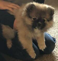 Pomeranian Puppy for sale in ELVERTA, CA, USA