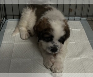Saint Bernard Puppy for sale in INTERLAKEN, NY, USA