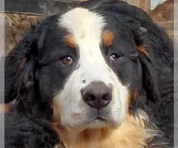 Medium Photo #8 Bernese Mountain Dog Puppy For Sale in Hatvan, Heves, Hungary