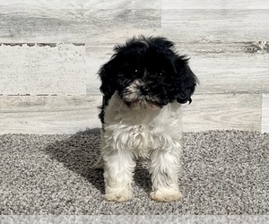 Schnoodle (Miniature) Puppy for sale in EL CAMPO, TX, USA