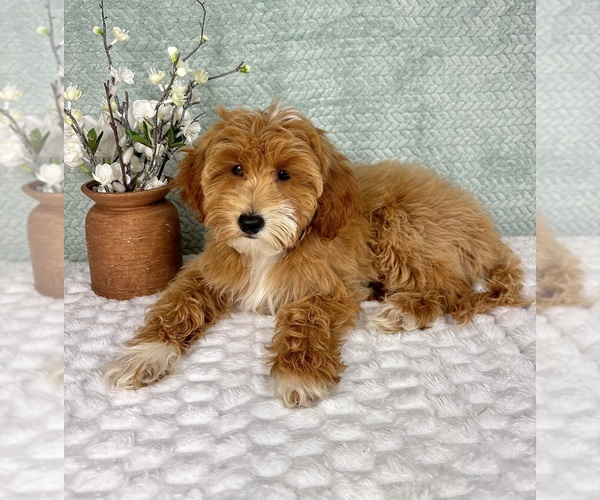 Medium Photo #5 Goldendoodle Puppy For Sale in FRANKLIN, IN, USA