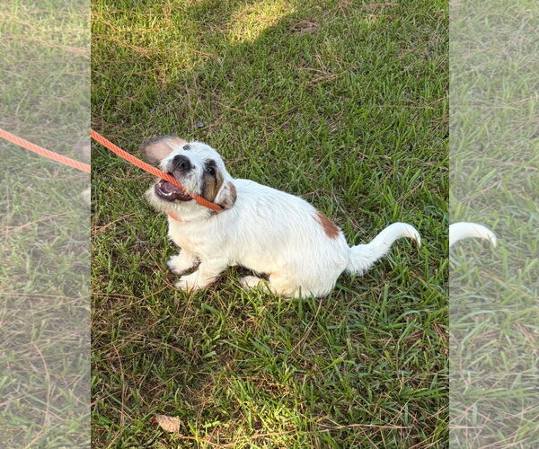 Medium Photo #4 Basset Hound-Unknown Mix Puppy For Sale in Wakefield, RI, USA