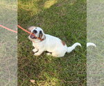 Small #3 Basset Hound Mix