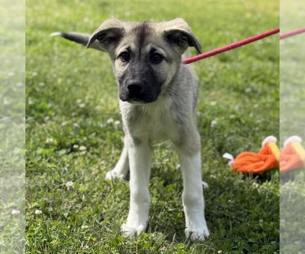Medium Photo #2 German Shepherd Dog-Great Pyrenees Mix Puppy For Sale in Yardley, PA, USA