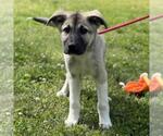 Small #1 German Shepherd Dog-Great Pyrenees Mix