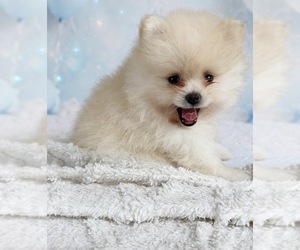Pomeranian Puppy for sale in HUBERT, NC, USA