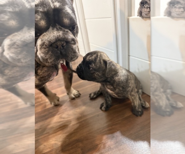 Medium Photo #7 French Bulldog Puppy For Sale in CULPEPER, VA, USA