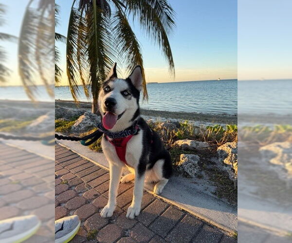Medium Photo #1 Siberian Husky Puppy For Sale in Miami, FL, USA