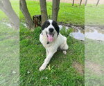 Small #1 Great Pyrenees Mix