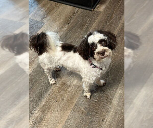 Medium Photo #3 Havanese Puppy For Sale in Fort Wayne, IN, USA