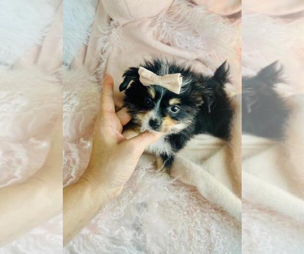 Medium Photo #2 Yorkshire Terrier Puppy For Sale in PEMBROKE PINES, FL, USA