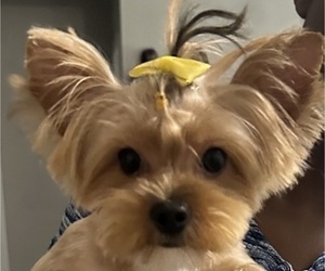 Yorkshire Terrier Puppy for sale in RICHMOND, TX, USA