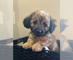 Goldendoodle (Miniature) Puppy for sale in BELL GARDENS, CA, USA