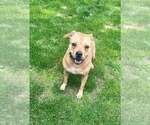 Small #5 American Pit Bull Terrier Mix