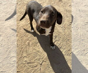 Diego - Male Chocolate Labrador retriever-Unknown Mix Dog for Adoption - Photo #4
