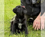Small Labrador Retriever Mix